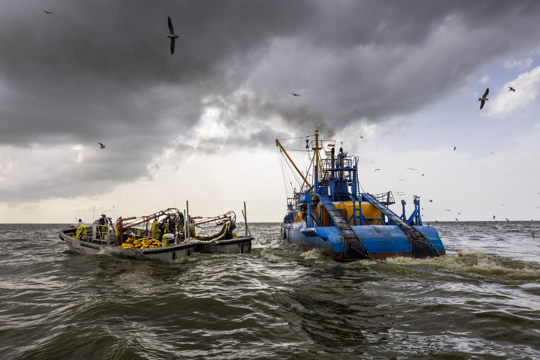 NO.menhaden.adv_1170.JPG
